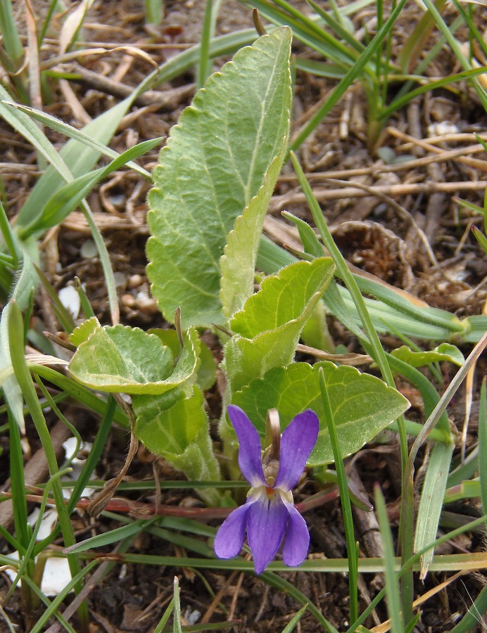 Image of Viola hirta specimen.