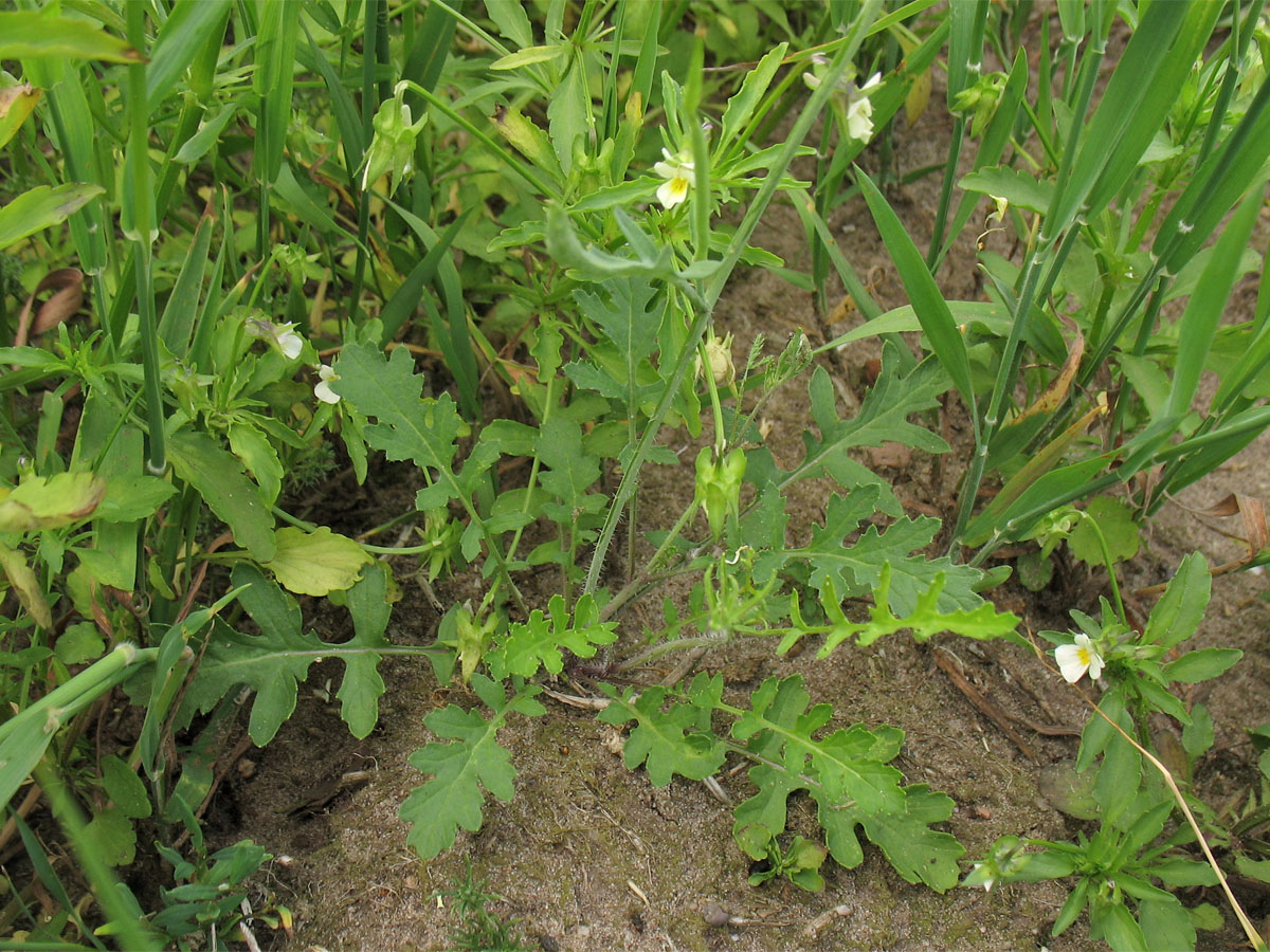 Image of Coincya monensis ssp. cheiranthos specimen.