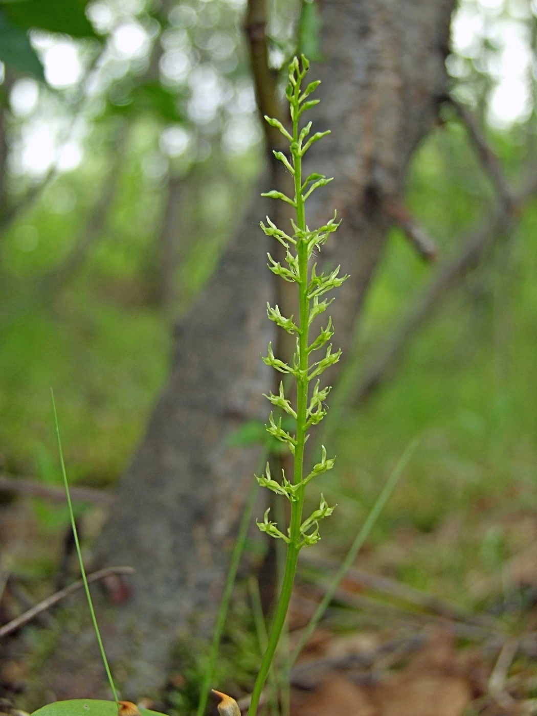 Image of Malaxis monophyllos specimen.