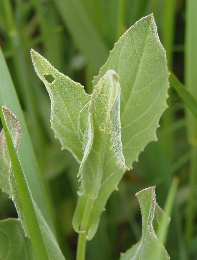 Image of Cardaria draba specimen.