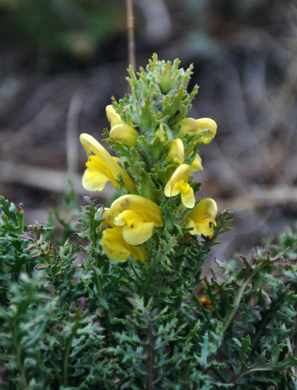 Изображение особи Pedicularis flava.