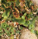 Marchantia polymorpha. Участок слоевища с выводковыми корзиночками и подсыхающими мужскими подставками; в центре - проросток Betula sp., видны также верхушки стеблей листостебельного мха. Украина, г. Луганск, ул. Советская, на стенке бетонного ограждения подземного перехода. 05.06.2017.