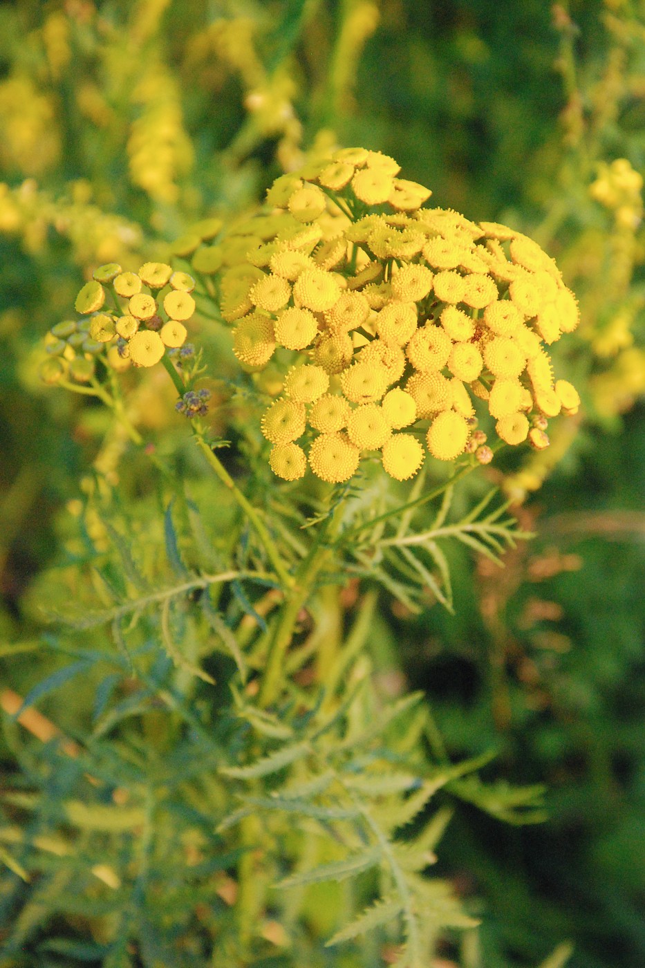 Image of Tanacetum vulgare specimen.