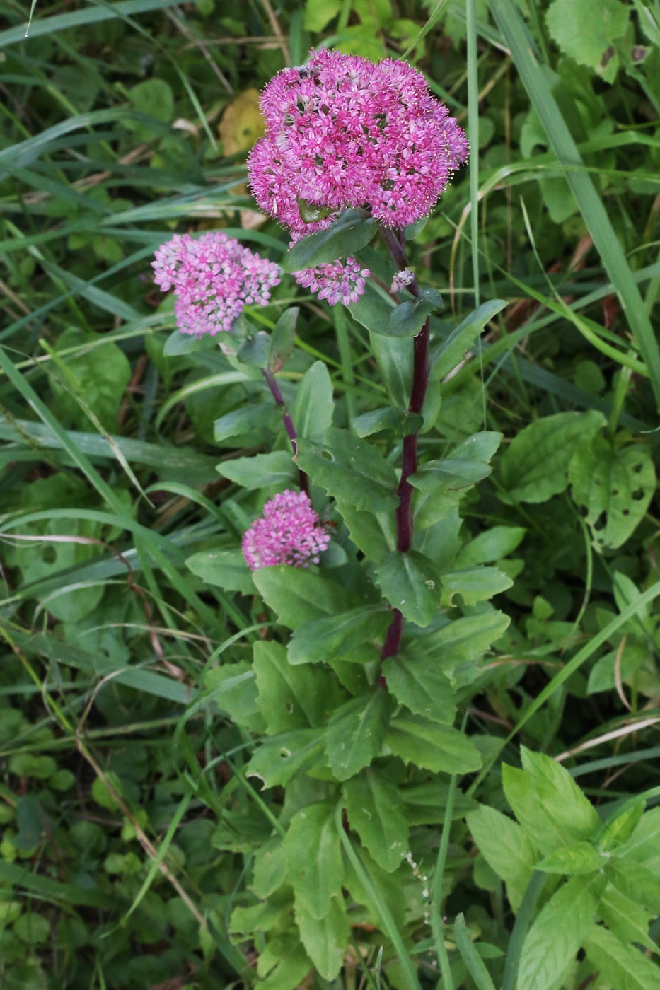 Изображение особи Hylotelephium triphyllum.