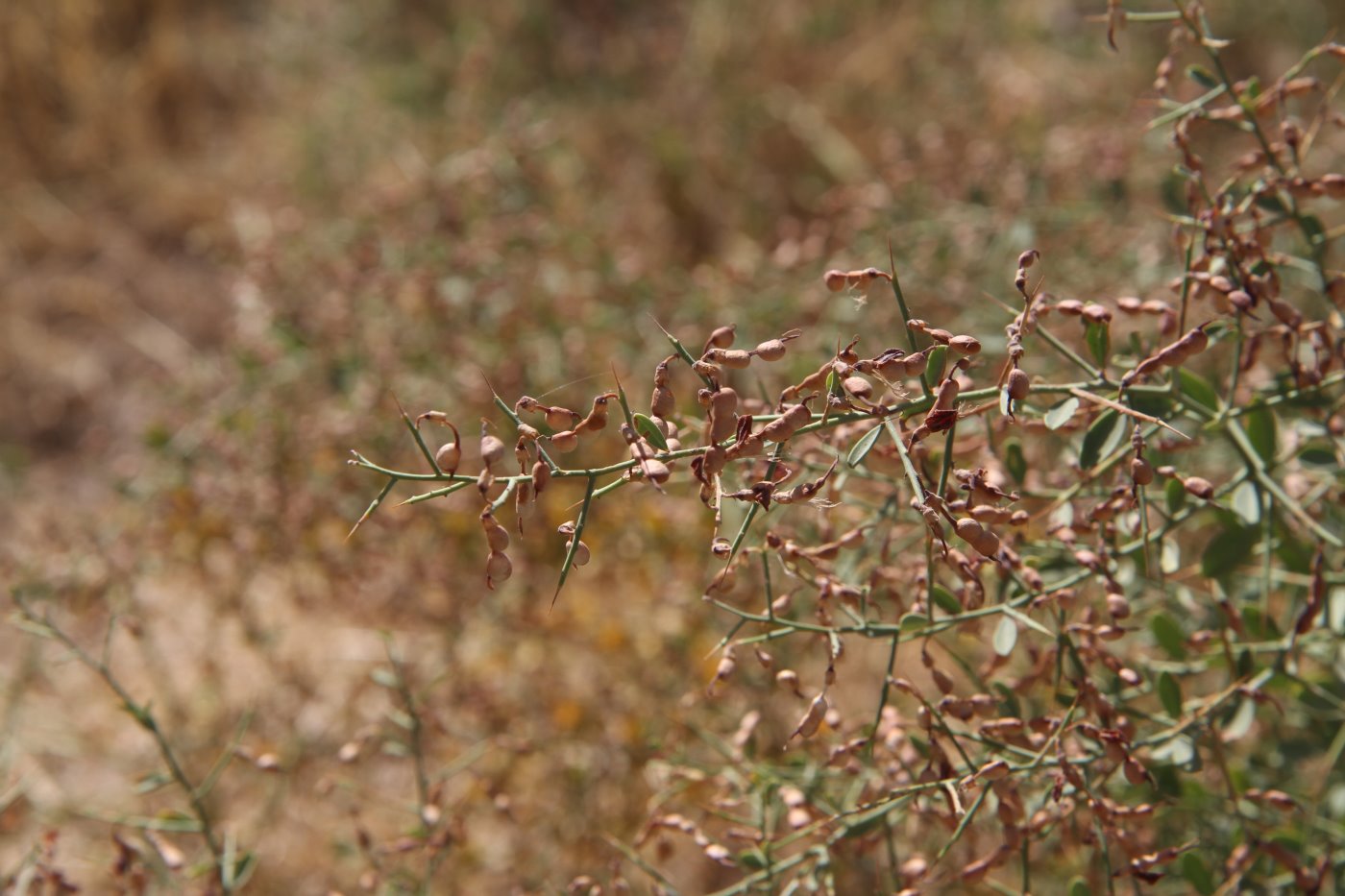 Image of genus Alhagi specimen.