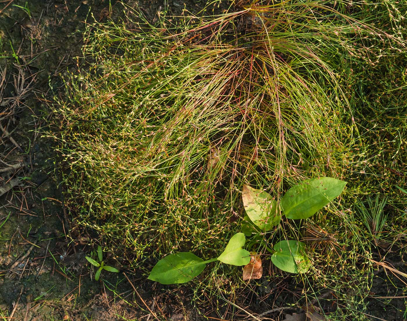 Image of Juncus bufonius specimen.