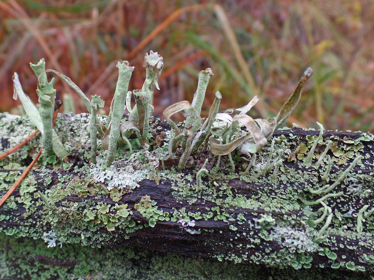 Image of genus Cladonia specimen.