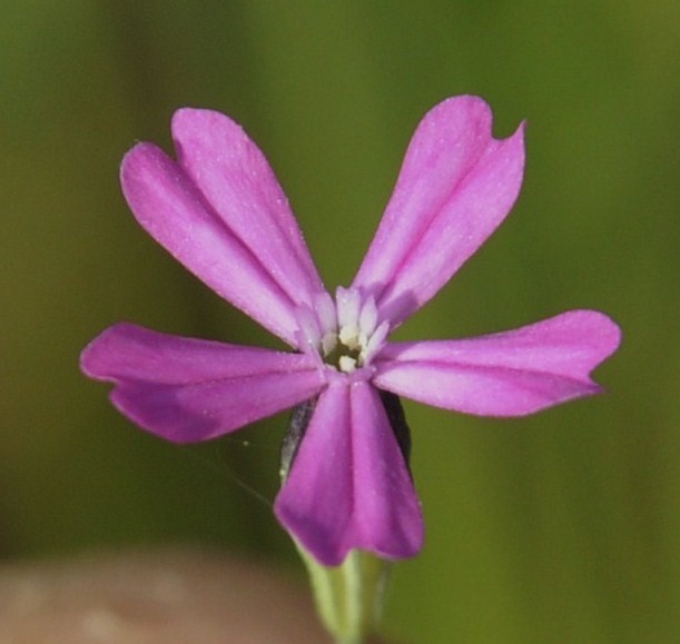 Image of Silene tenuiflora specimen.