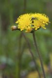 Pilosella &times; floribunda