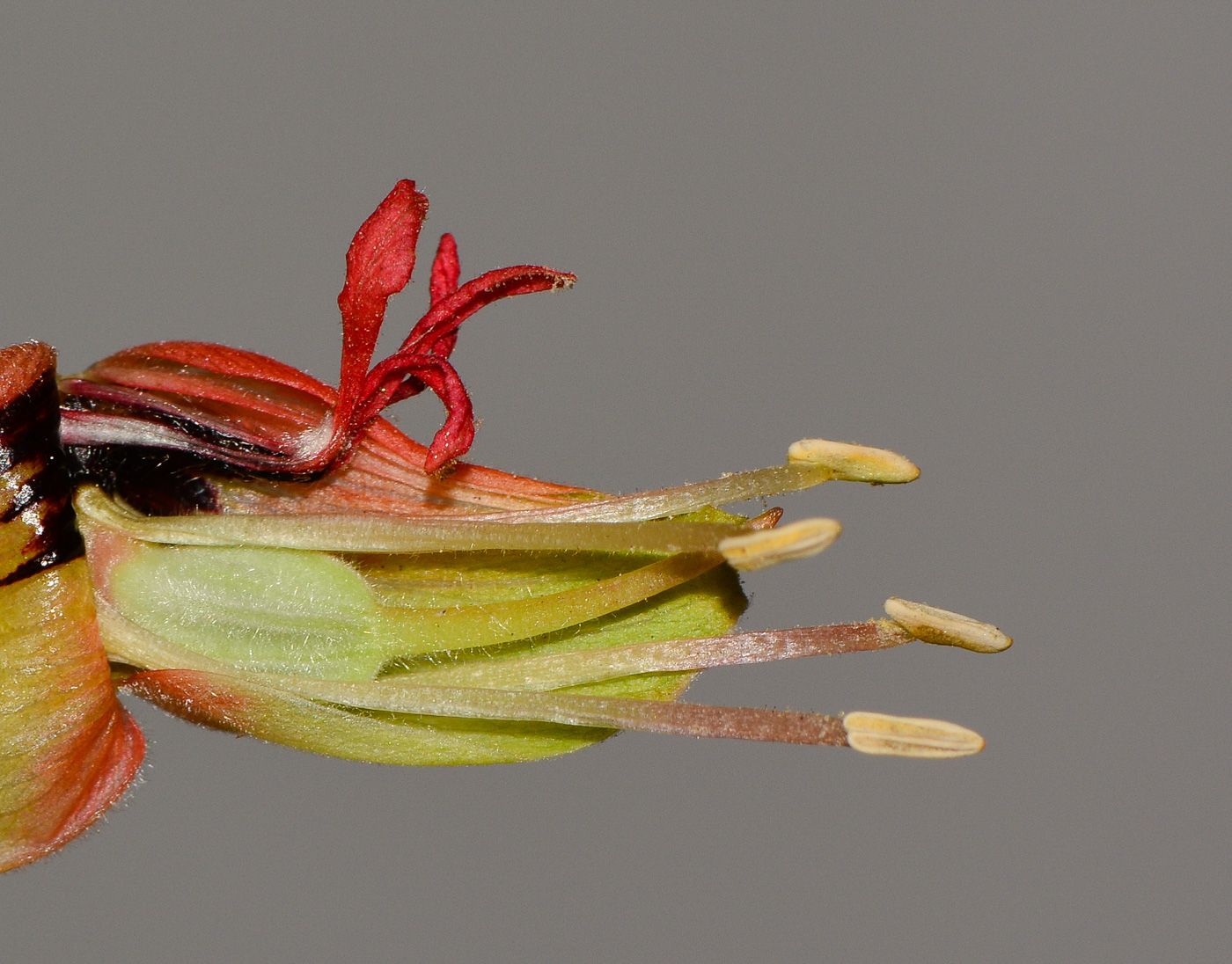 Image of Melianthus comosus specimen.