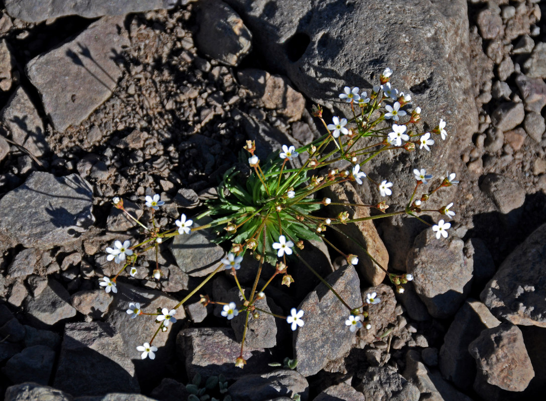 Image of Androsace lactiflora specimen.