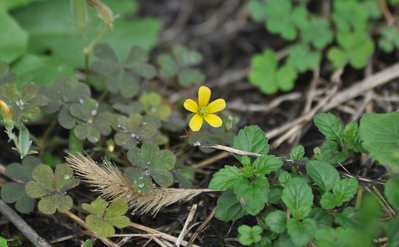 Изображение особи Oxalis stricta.