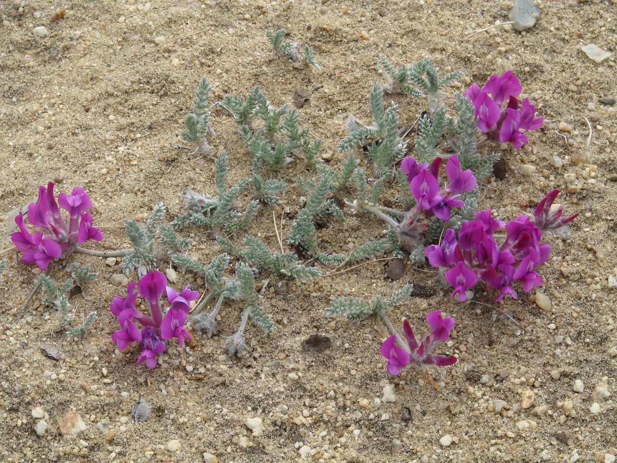 Image of Oxytropis lanata specimen.