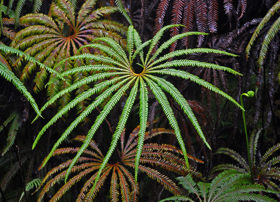 Image of Matonia pectinata specimen.