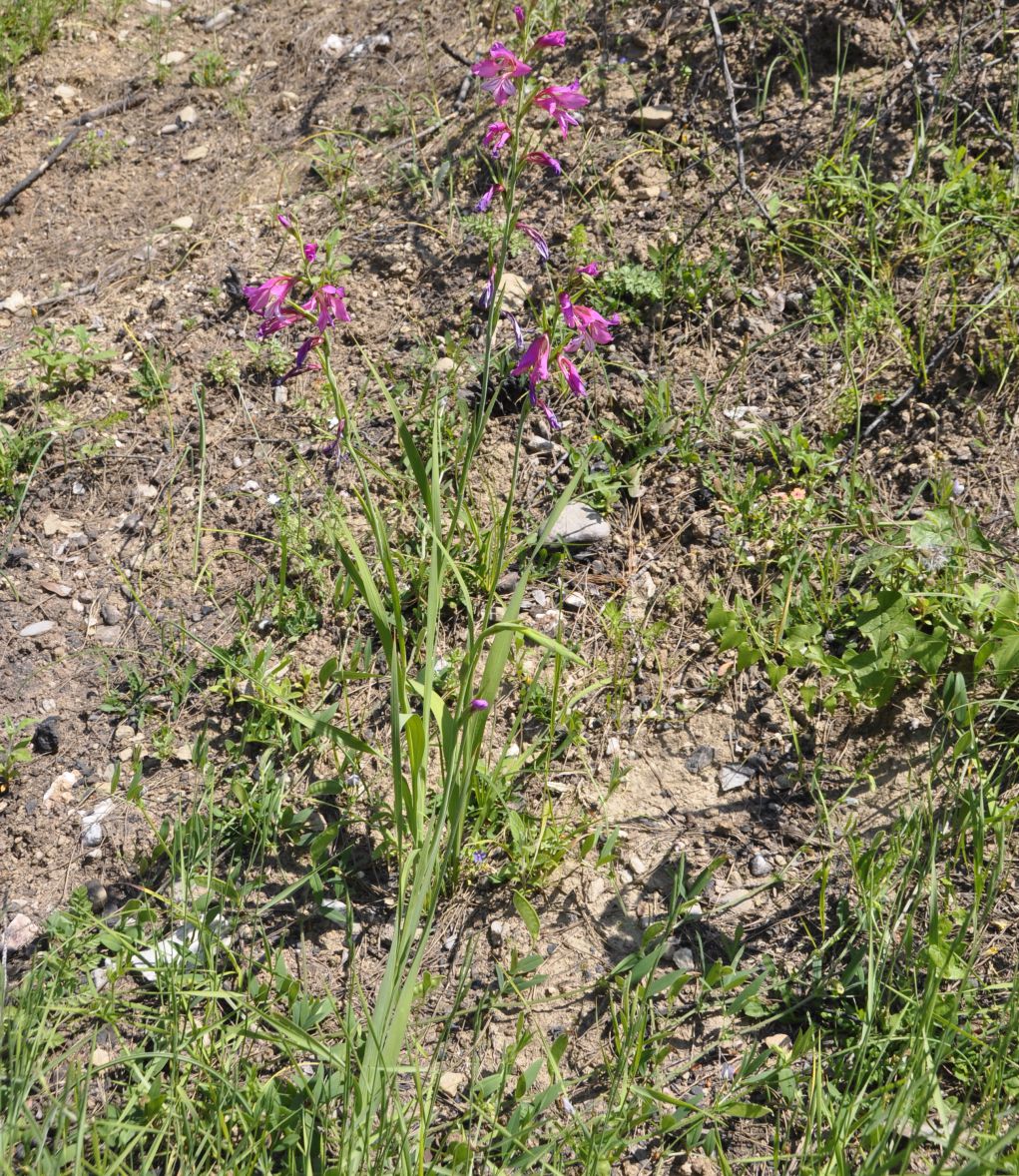 Image of Gladiolus illyricus specimen.