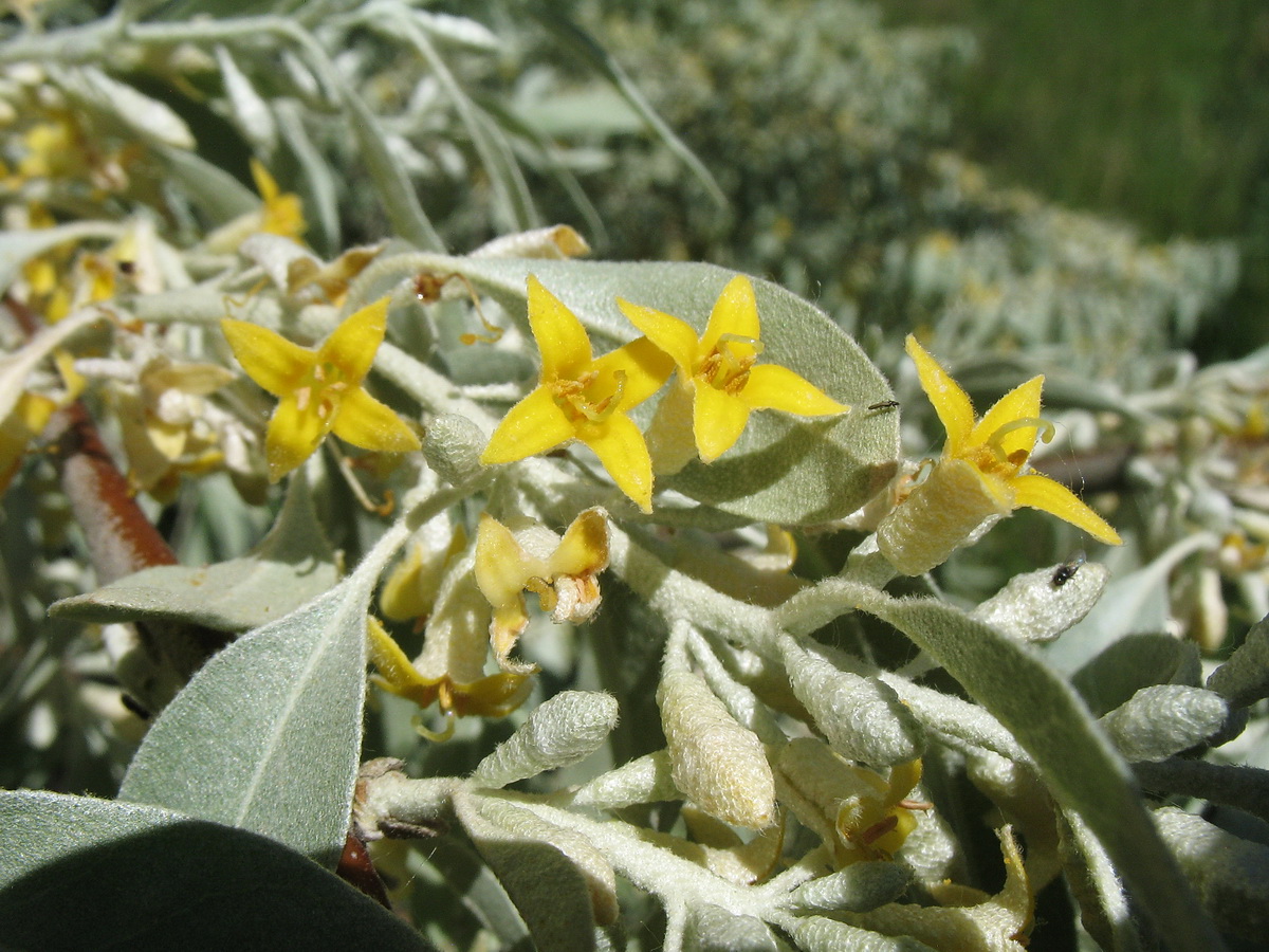 Image of Elaeagnus oxycarpa specimen.