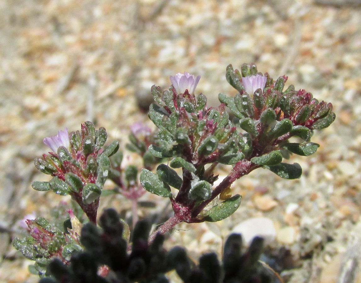 Image of Frankenia pulverulenta specimen.