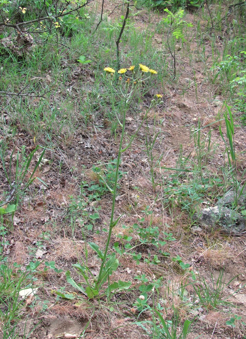 Image of Crepis marschallii specimen.