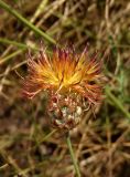 Centaurea rigidifolia. Соцветие. Украина, Запорожский р-н, Дурная балка, разнотравная степь. 07.07.2018.