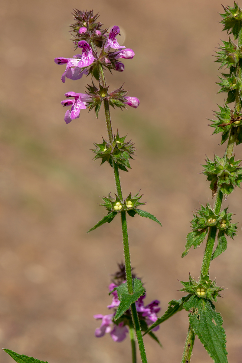 Изображение особи Stachys palustris.