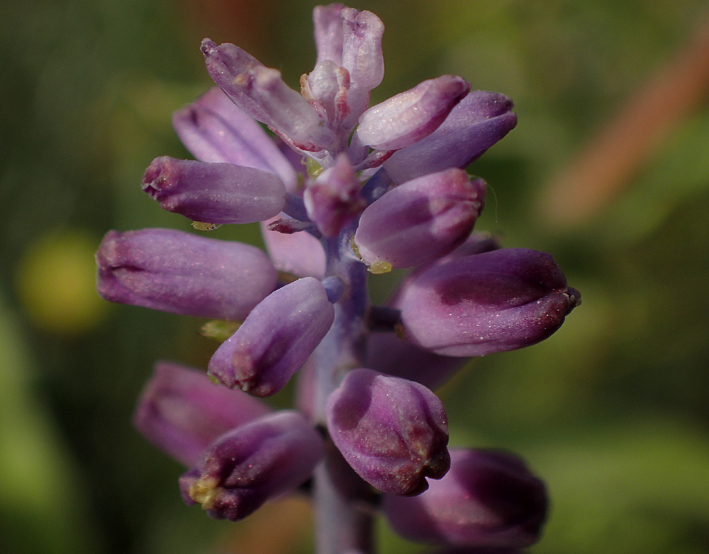 Image of Leopoldia cycladica ssp. subsessilis specimen.