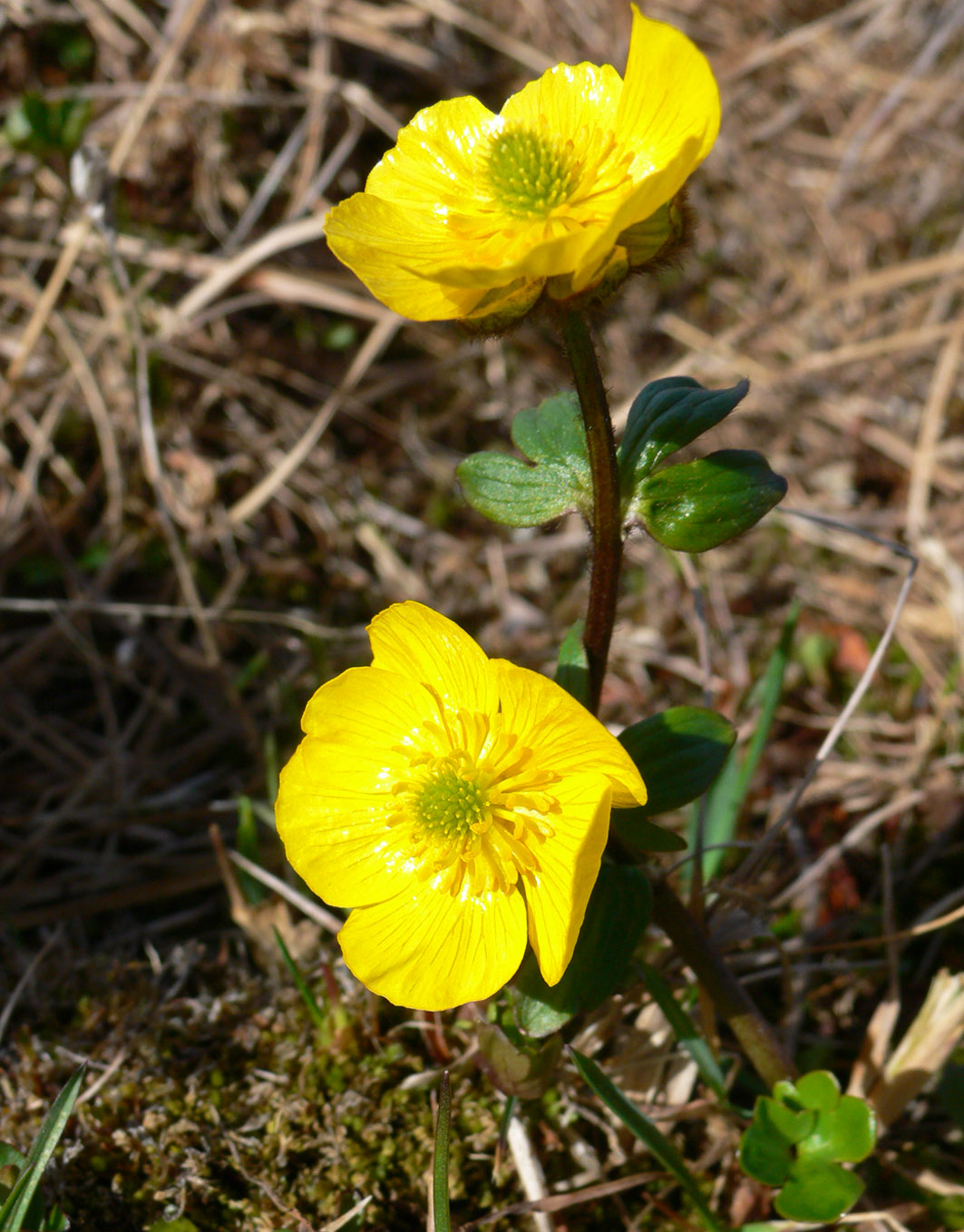 Image of Ranunculus nivalis specimen.