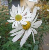 Leucanthemella serotina. Соцветия. Тверская обл., г. Тверь, Заволжский р-н, клумба возле многоэтажки. 13 октября 2018 г.