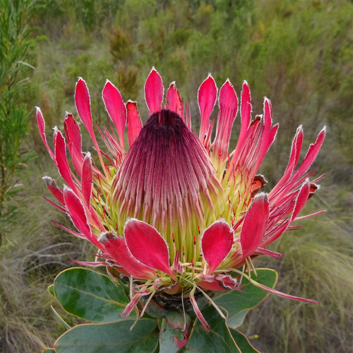 Image of Protea obtusifolia specimen.