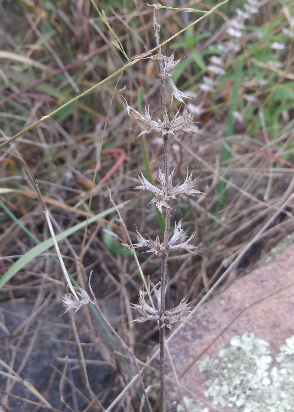 Image of Sideritis montana specimen.