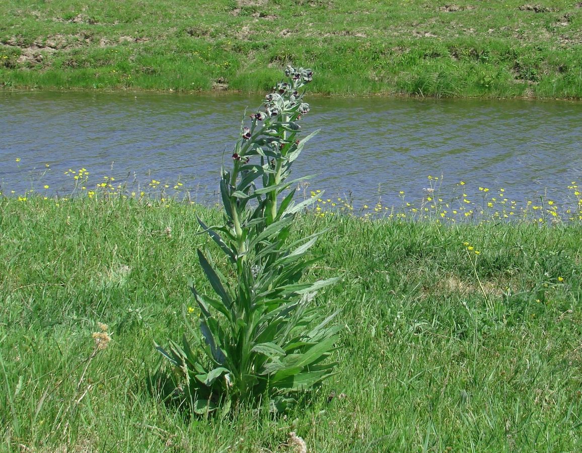 Image of Cynoglossum officinale specimen.