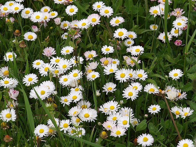 Image of Bellis perennis specimen.