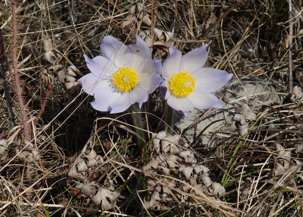 Image of genus Pulsatilla specimen.