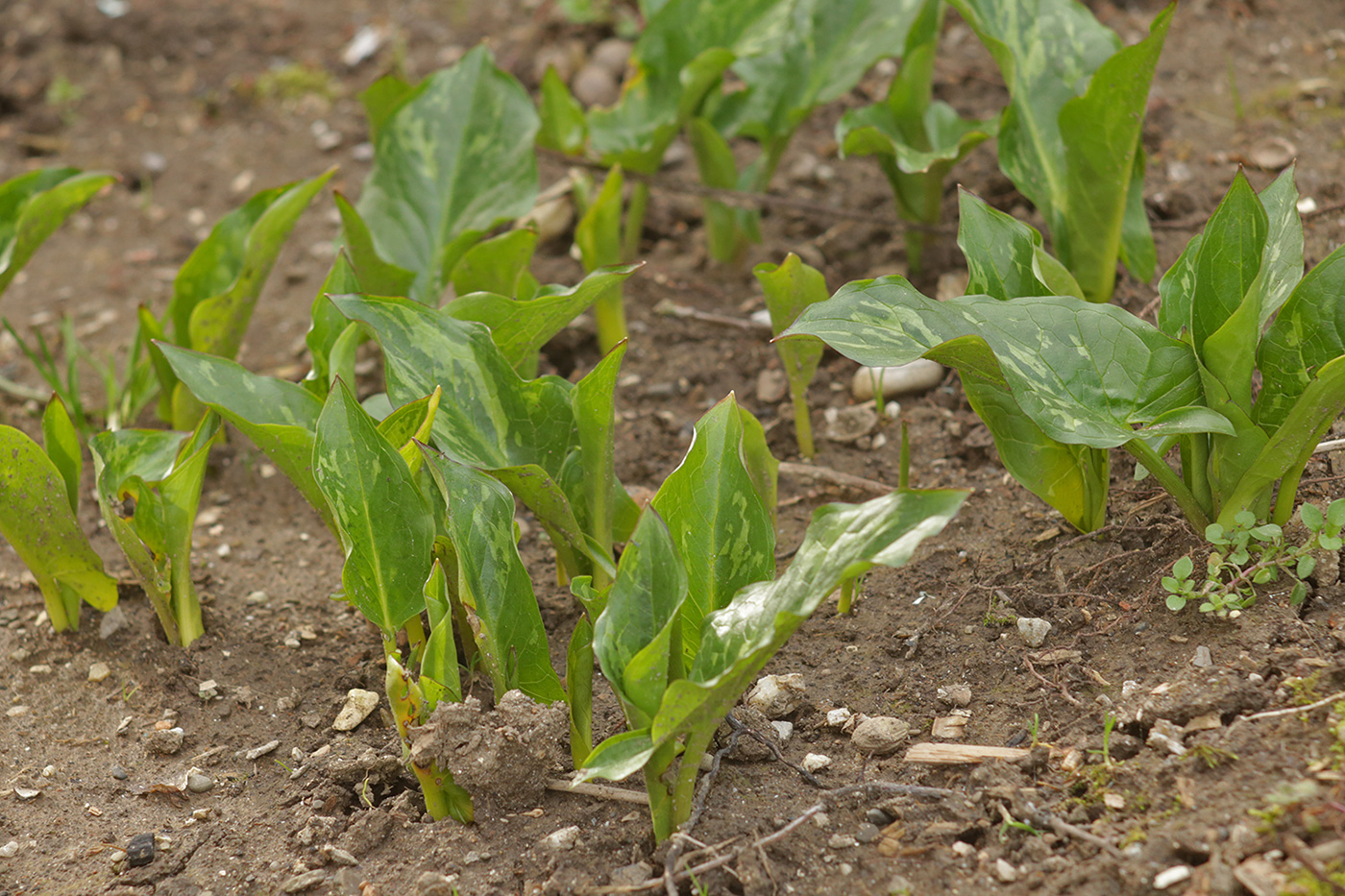 Image of genus Arum specimen.