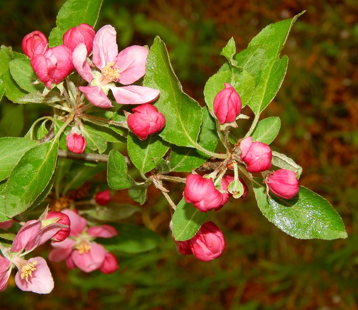 Image of Malus &times; purpurea specimen.