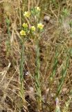 Linum corymbulosum. Цветущие растения (на переднем плане - Velezia rigida). Узбекистан, Ташкентская обл., окр. г. Алмалык, холмы между городом и рудником Кальмакыр. 01.06.2019.