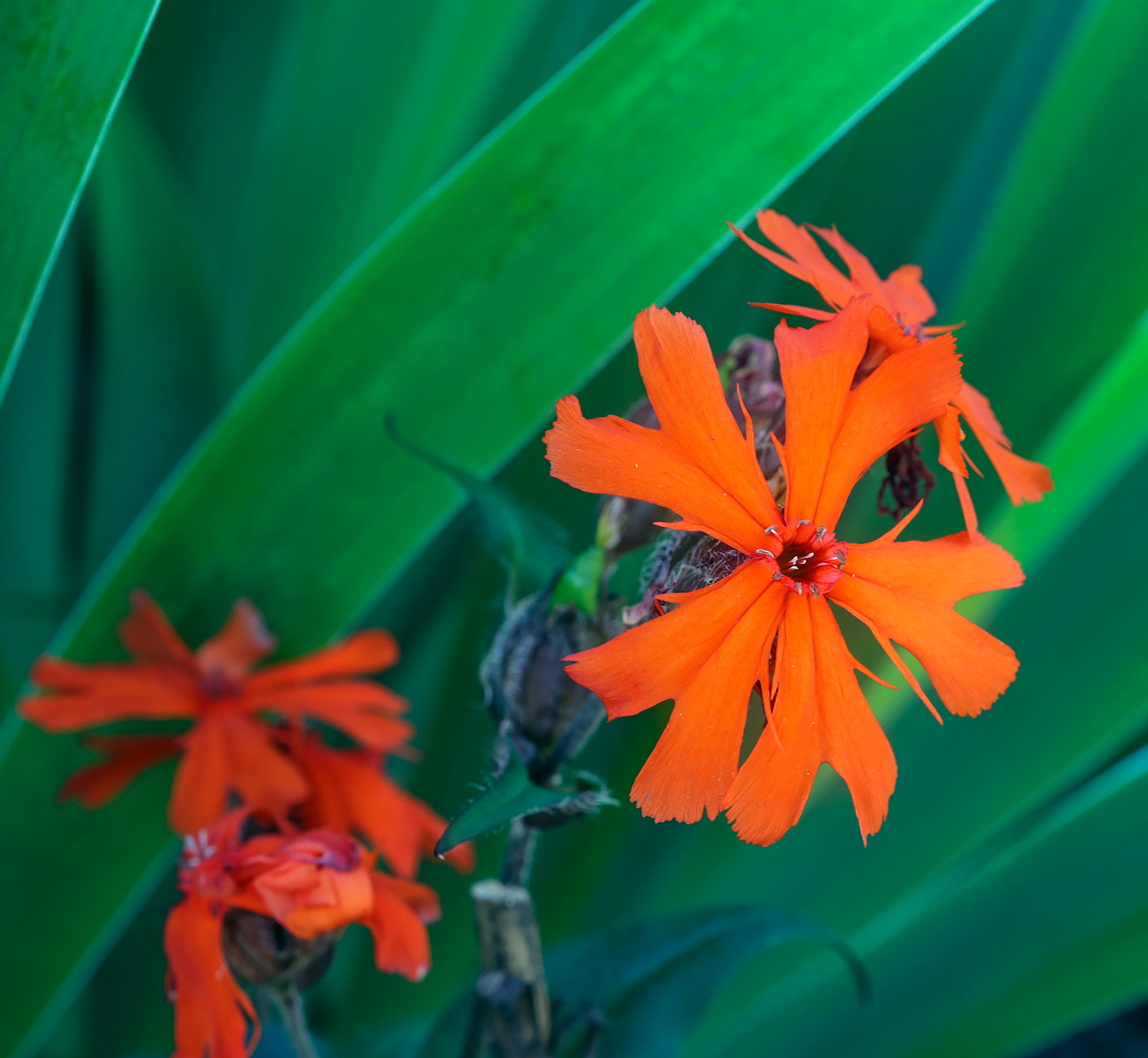 Image of Lychnis fulgens specimen.