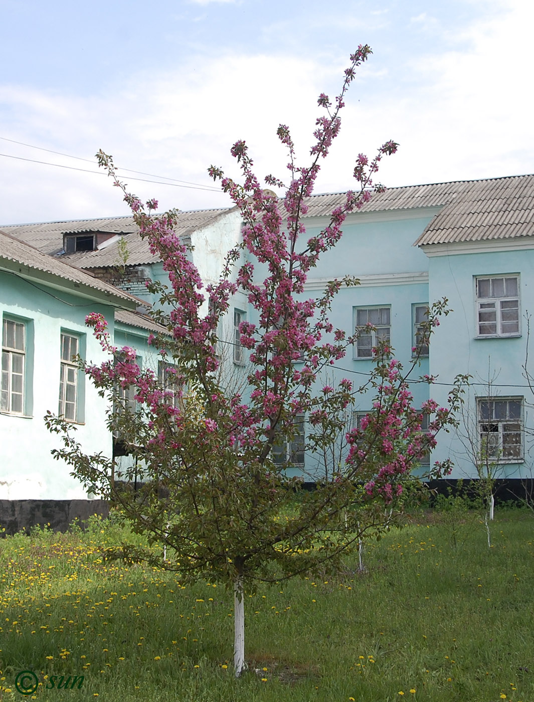 Image of Malus niedzwetzkyana specimen.