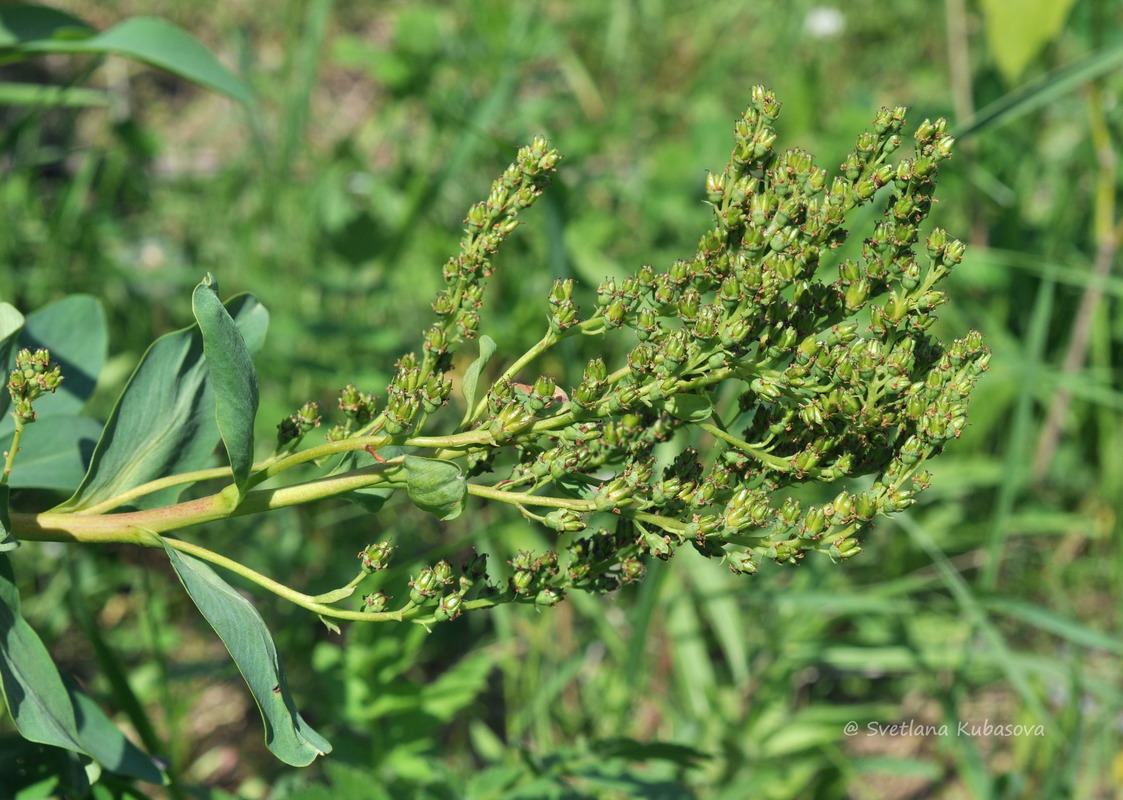 Изображение особи Sibiraea altaiensis.