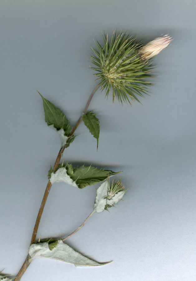 Image of Cousinia radians specimen.