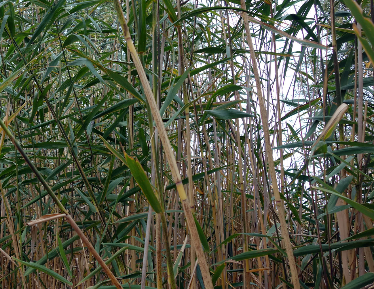 Image of Phragmites altissimus specimen.