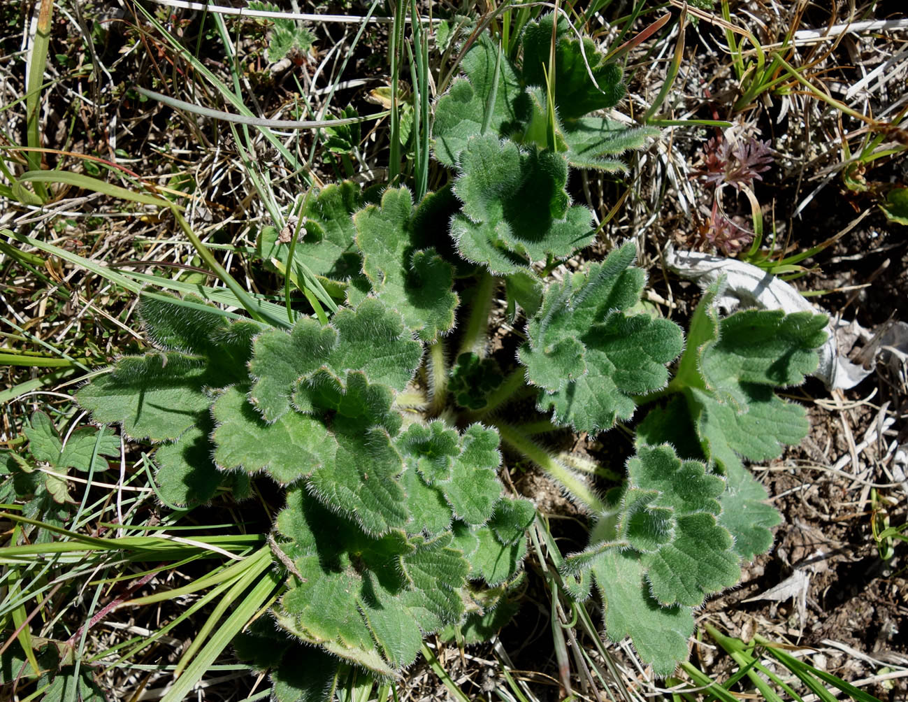 Image of genus Delphinium specimen.