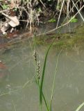 Carex melanostachya. Соцветие. Азербайджан, Ленкорань. 11.04.2010.