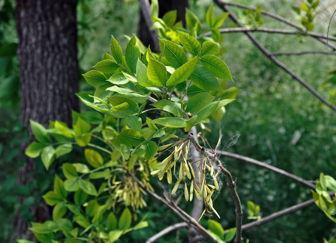 Image of genus Fraxinus specimen.