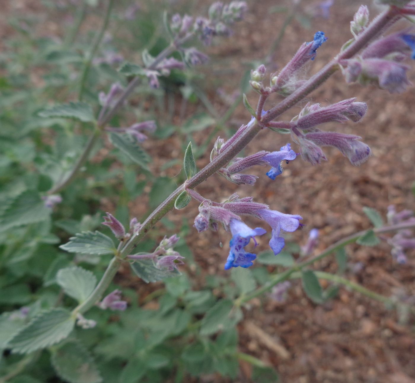 Изображение особи Nepeta &times; faassenii.