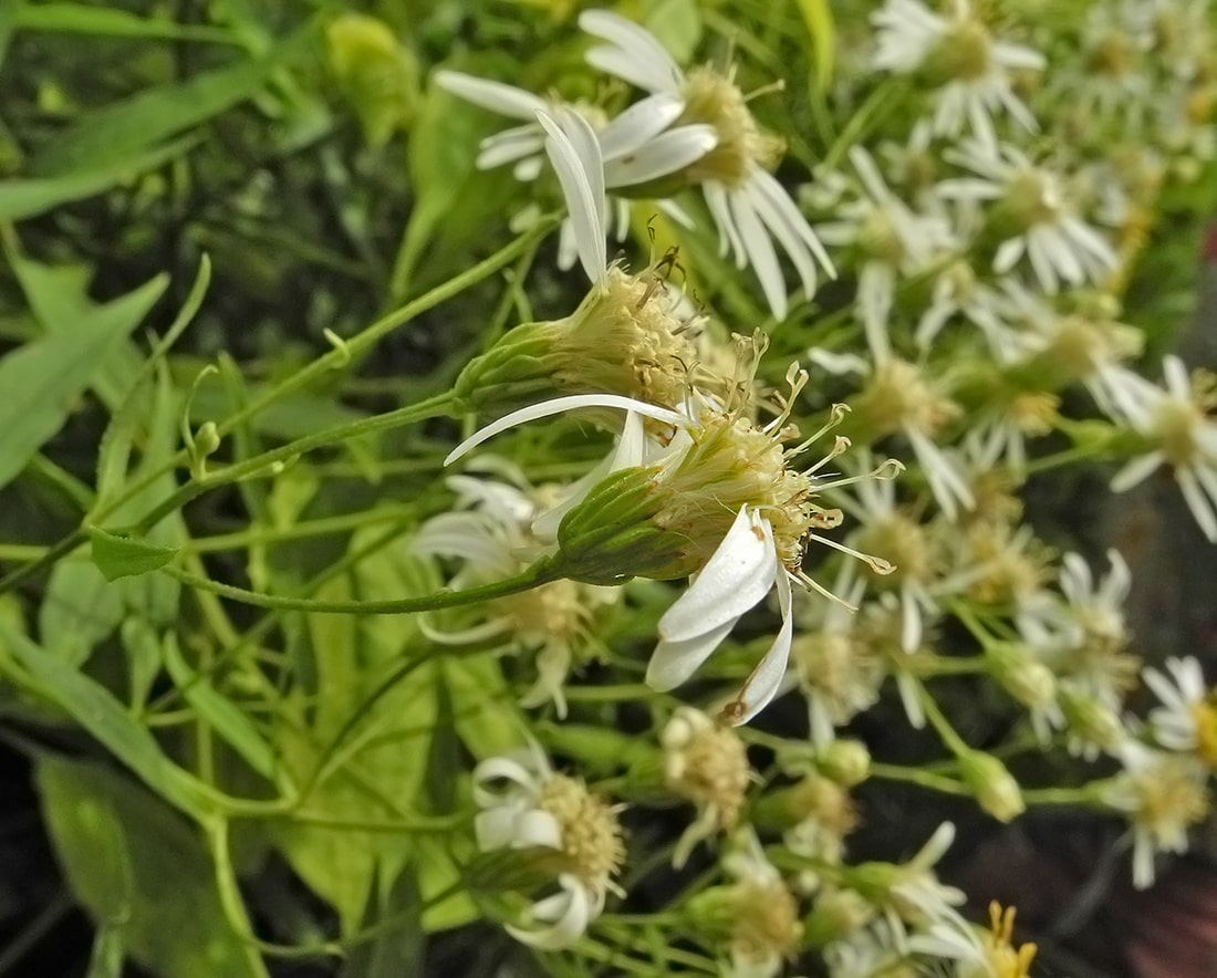 Image of Doellingeria umbellata specimen.