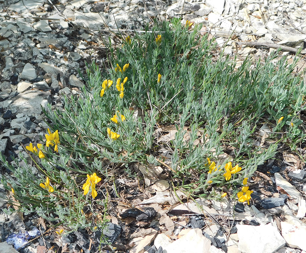 Image of Genista humifusa specimen.