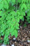 Euonymus pauciflorus. Ветвь с соцветиями. Приморский край, Партизанский р-н, гора Брат, широколиственный лес у подножья. 30.06.2020.