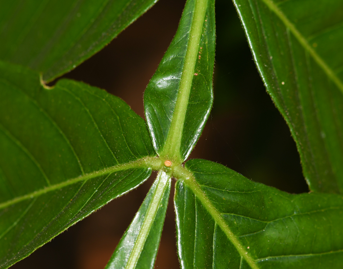 Image of Inga edulis specimen.