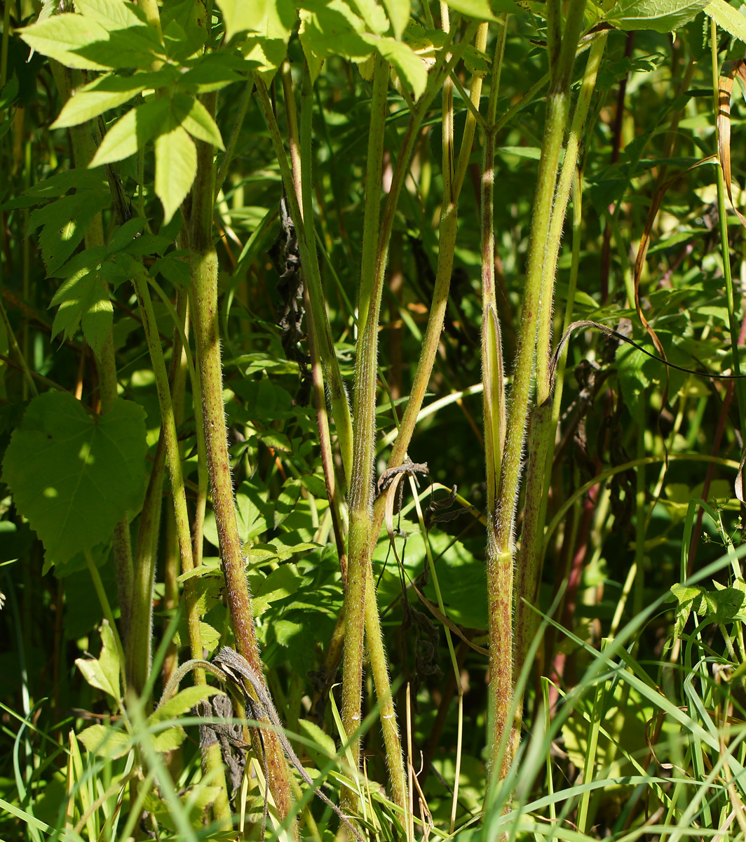 Image of Chaerophyllum aromaticum specimen.