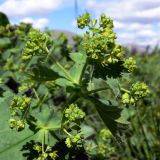 Alchemilla subcrenata. Соцветие. Свердловская обл., окр. г. Североуральск, подножие Сосьвинского хребта, долина р. Большая Сосьва, луг. 29.06.2010.